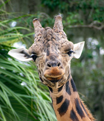 Obraz premium giraffe