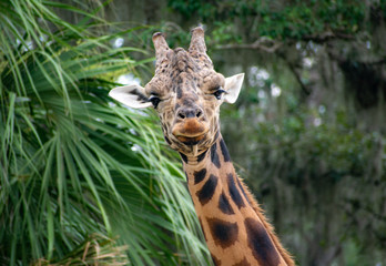 giraffe