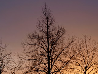 silhouette of a tree