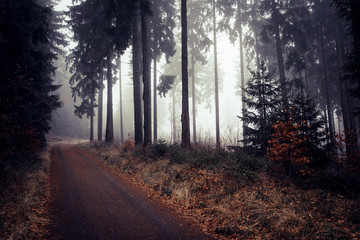 Obraz premium Winter Woodland