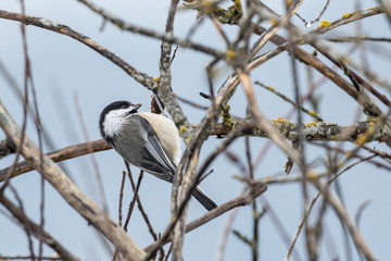 Black capped chickadee hangs upside down.