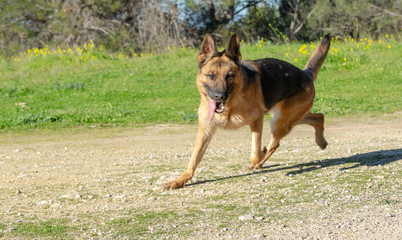 Perro de raza pastor alemán jugando en el parque.