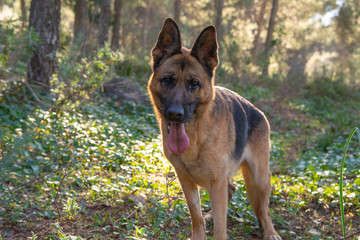 Perro de raza pastor alemán jugando en el parque.