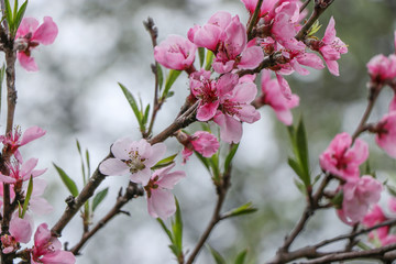 Fototapeta na wymiar Blossoming peach in the spring in the garden, Selective focus