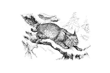 Lynx - Vintage Engraved Illustration 1889 © Walter Cicchetti