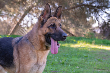 Perro de raza pastor alemán jugando en el parque.