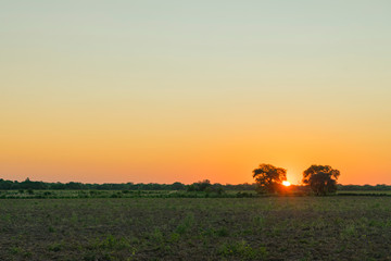 Atardecer; Algarrobos con el Sol en Medio