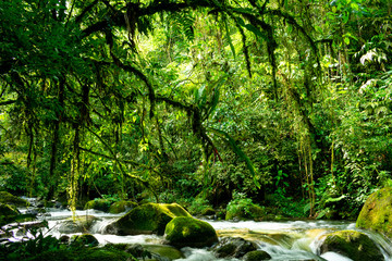 Luxuriant tropical rainforest landscape in Brazil