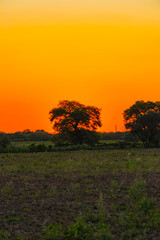 Atardecer; Algarrobos con el Sol en Medio