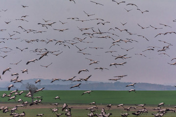 Kraniche auf Rügen