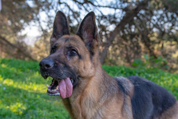 Perro de raza pastor alemán jugando en el parque.