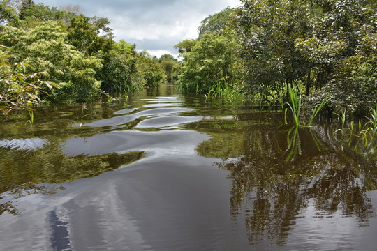 A Small River In The Colombian Amazon.