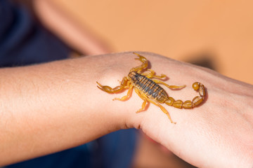 Tiny scorpion on female hand