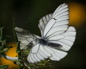 Fototapeta na wymiar Mariposa blanca sobre una planta