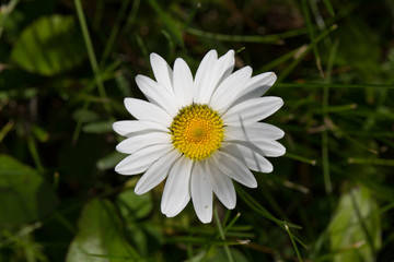 Fototapeta premium Daisy view from above