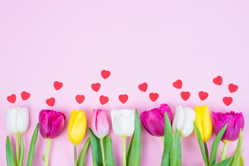 High angle close up above view of a row of multi colorful purple and vivid yellow tulips with small little hearts isolated over pastel color background with empty blank space