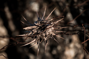 Alambre liado en planta seca