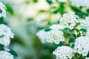 Branch of white Spiraea. Springtime blossom concept. Spring blooming shrub with many white flowers - Spirea (Spiraea cantoniensis). Copy space