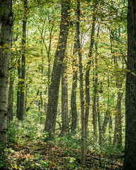 Obraz premium Sunlight Shining Through a Stand of Trees in the Woods