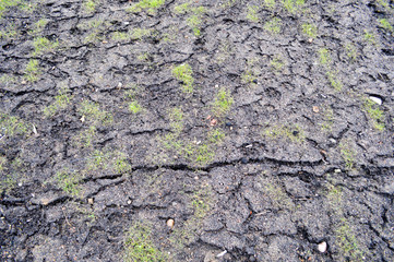 View of the black dark fertile loose fresh cracked natural moist soil with small low green grass. The background. Texture