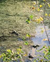 Turtles Sunning Themselves on Small Logs in a Slimy Pond