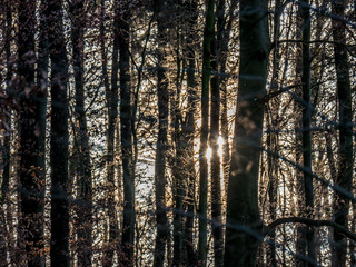Obraz premium Sonne hinter Bäumen im Wald