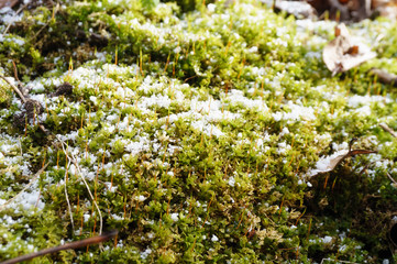 snow-covered green moss close-up, the first snow in winter.