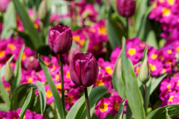 Obraz na płótnie Canvas Purple tulips and primroses on flowerbed