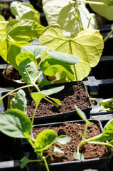 Bean seedlings planted in pods