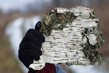 A gloved hand holds a birch bark like a sheet of paper.