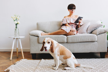 Indoor portrait of elegant black-haired girl relaxing on sofa with cute beagle dog on foreground....