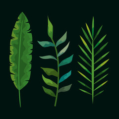 set of tropical leafs plants vector illustration design