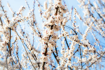 apricot branch blossoming in white flowers against the sky