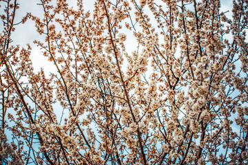 apricot branch blossoming in white flowers against the sky