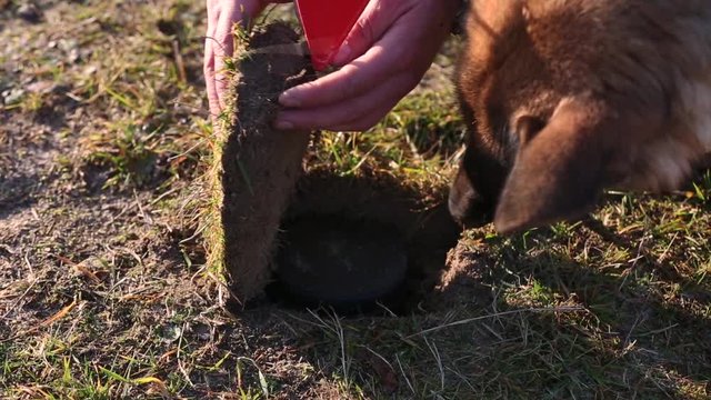 A service dog with a sapper detects mines in the ground. Minesweeper puts a red mark next to a discovered mine. A sapper with a dog is looking for mines. Mine clearance concept with service dogs.