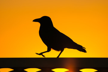 Silhouette of carrion crow at sunset