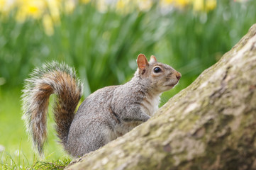 Grey squirrel surrounded by blooming daffodils