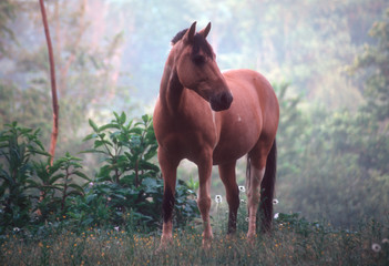 Washi and Morning Light