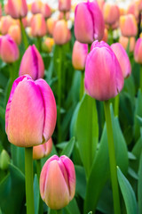 Pink and yellow tulips growing on flowerbed