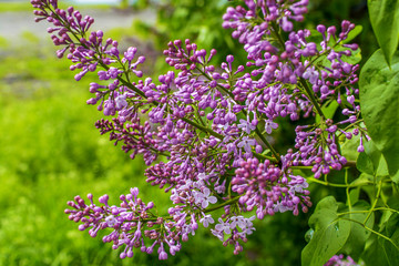 Spring branch of blossoming lilac
