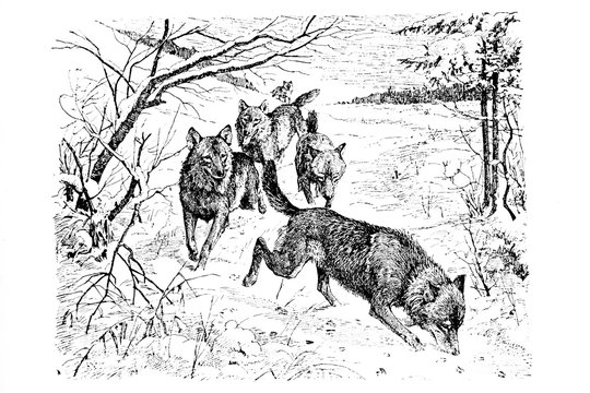 Wolf - Vintage Engraved Illustration 1889