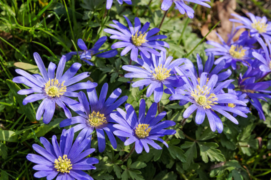 Blue wildflowers blooming in spring sunshine