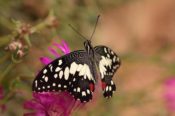 Papillon sur une fleur