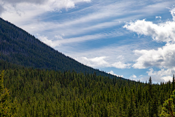 flat tree line