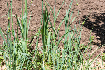 Garden plants in quiet garden. Healthy growth for your nutritious vegetables