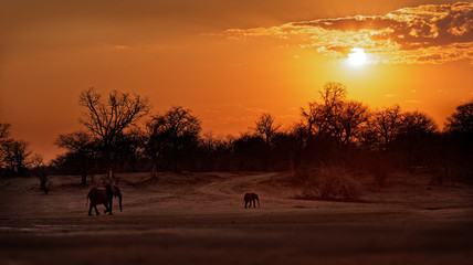 Fototapeta na wymiar African Bush Elephant - Loxodonta africana baby elephant with its mother, walking in Mana Pools in Zimbabwe during sunset or sunrise (dusk and dawn), sky with orange sun