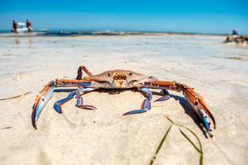 Crab on the sand on the beach