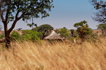 African traditional village with the thatch and earthen walls in southern Africa, Zimbabwe, Zambia,...