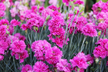 Summer background with pink dianthus flower in the garden, de-focused