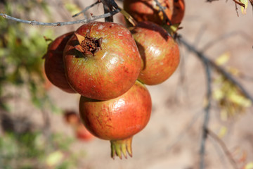 Pomegranates ripen on a branch